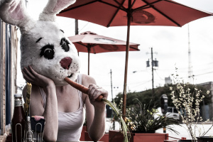 Personal project - White Rabbit: American Bunny taking time to eat